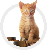 Pet Wants Cat Food, Canned Cat Food, Cat Treats